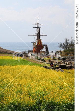 Longhair Coast and Rape Blossoms, Hamel, Jeju Island 60237242