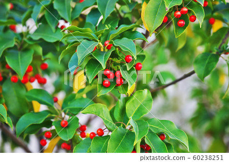 Red Soyogo Fruit 60238251