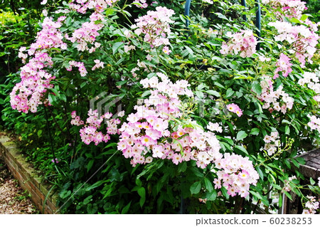 Spray Rose Spray Rose 60238253