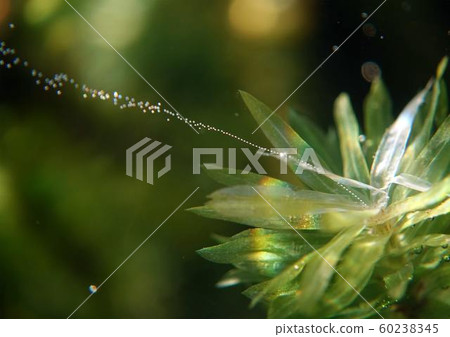 photosynthesis photosynthesis 60238345