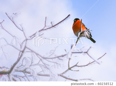 Bird on a frosty branch, winter background image Bird on a frosty branch, winter background image 60238512