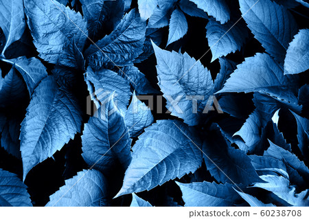Creative layout of blue leaves. Nature background. 60238708