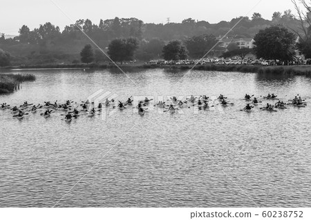 Canoe Race Paddlers River Start Line 60238752