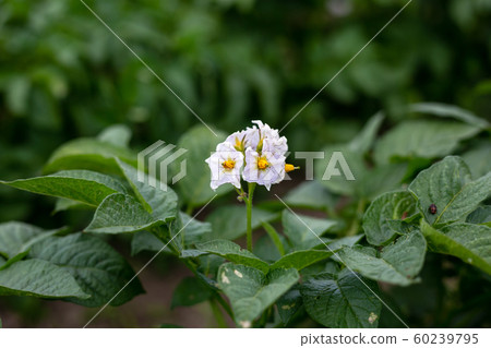 Potato flowers 60239795
