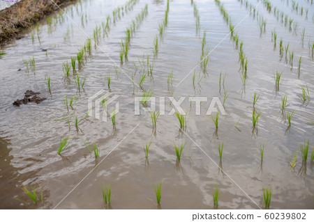 Rice planting 60239802