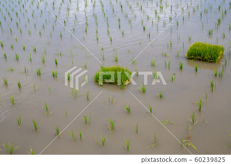 Rice planting 60239825