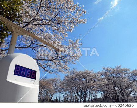 Dosimeter and cherry blossoms in full bloom-Reconstruction from the nuclear accident- 60240620