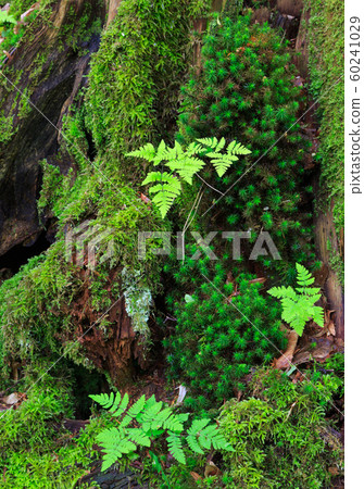 Tree moss wrapped and fern 60241029