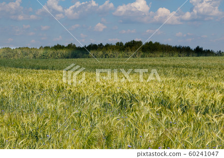 Rye(Secale cereale) field with Cornflowers 60241047