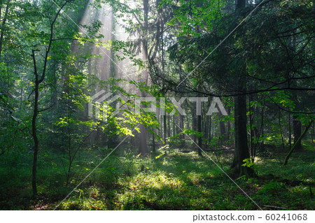 Misty deciduous stand in morning 60241068