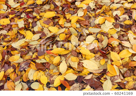 Colorful carpet of fallen autumn leaves 60241169