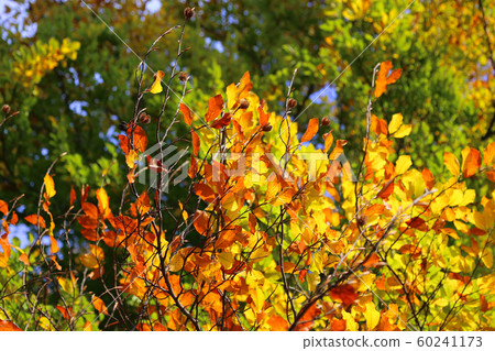 Bright autumn branches glowing in sunlight 60241173