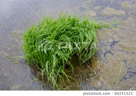 Rice planting 60241323