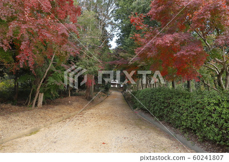 Colored leaves Ichino Gozen shrine approach 60241807