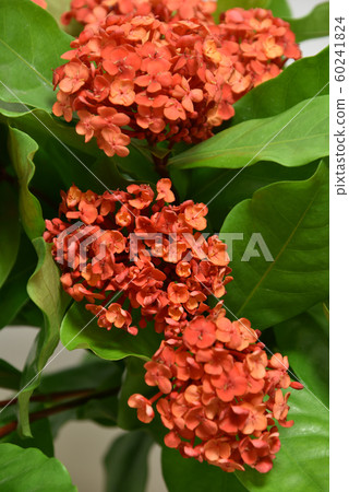 Santanka cut flowers 60241824
