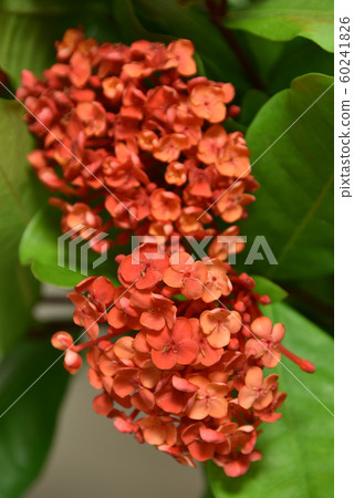 Santanka cut flowers 60241826