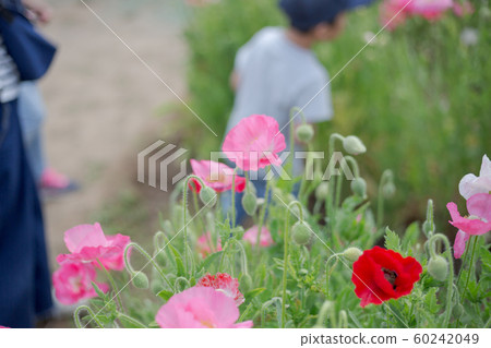 Poppy Poppy 60242049