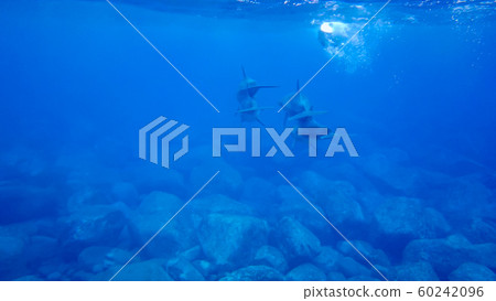 野生海豚三倉島 60242096