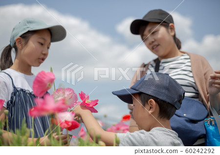 Poppy Poppy 60242292