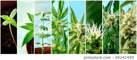 Cannabis collage. Many photos of various stages of growing marijuana plants at home, in chronological order 60242489