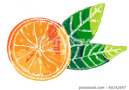Vector orange, a hand-drawn illustration on a white background, a citrus fruit with green leaves icon 60242647