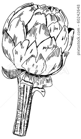 Vector artichoke drawing in pen and ink on a white background, a black-and-white hand drawn sketch 60242648
