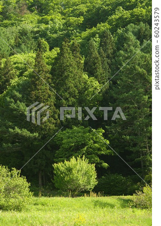 Shinshu in early summer, a forest in Aoki Village, Nagano Prefecture, surrounded by fresh greenery 60243579