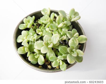 大理石錦木集團 照片素材 圖片 圖庫