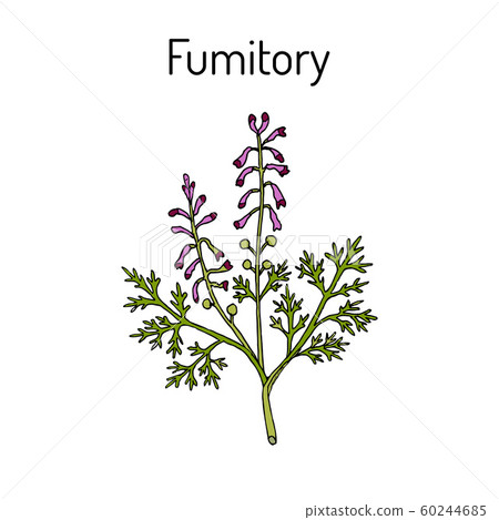Fumitory Fumaria officinalis , or Earth smoke, medicinal plant 60244685