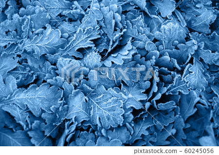 Color abstract texture. Blue leaves winter background. Color abstract texture. Blue leaves winter background. 60245056