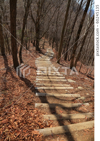 Beech Road near Musshikari Pass in the spring of the Tokyo Metropolitan People's Forest 60245135