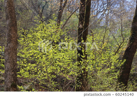 Maple fresh greenery near Mito Otaki waterfall (1150m) in the forests of Tokyo residents in spring 60245140