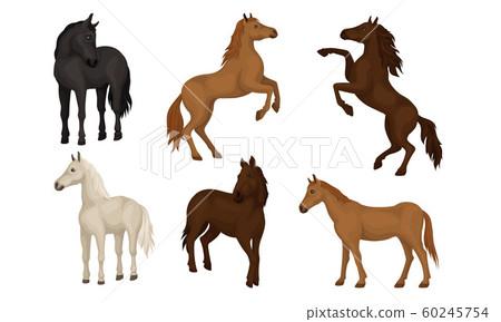 Horse Breeds Collection, Beautiful Horses of Different Colors Vector Illustration Horse Breeds Collection, Beautiful Horses of Different Colors Vector Illustration 60245754