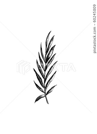 Leaf hand drawn parts - Stock Illustration [60245809] - PIXTA