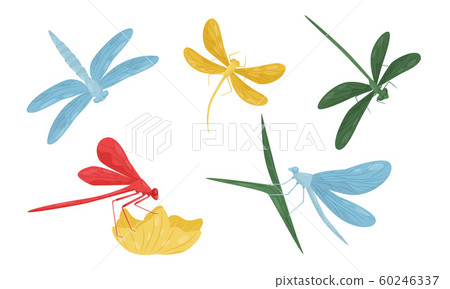 Collection of Dragonflies, Beautiful Colorful Flying Insects Vector Illustration 60246337