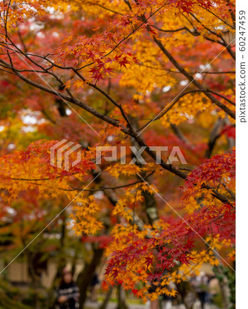 Autumn leaves in Kyoto 60247459