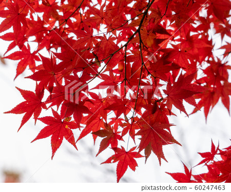 Autumn leaves in Kyoto 60247463