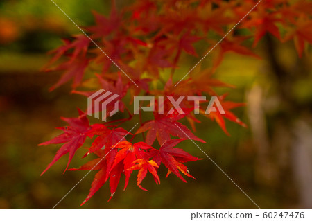 Autumn leaves in Kyoto 60247476