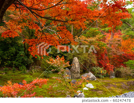 Autumn leaves in Kyoto 60247478