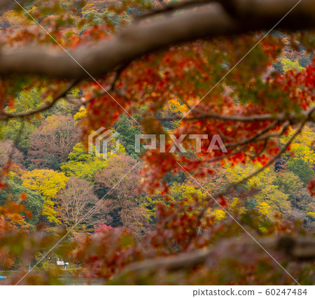 Autumn leaves in Kyoto 60247484