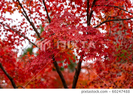 秋葉在京都 60247488