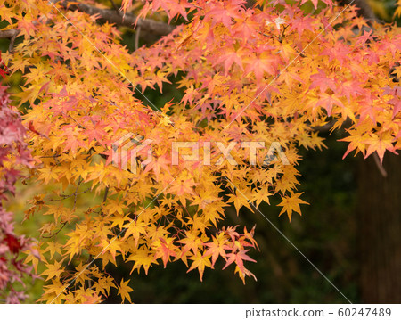 秋葉在京都 60247489