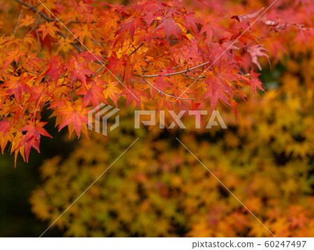 Autumn leaves in Kyoto 60247497