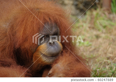 Orangutan 60247889