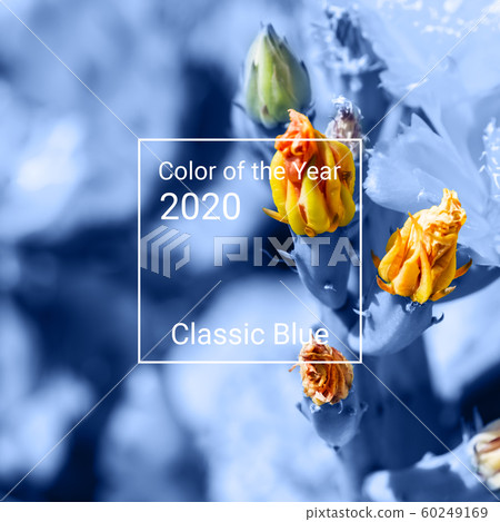 Background with flowering cactus in trendy blue color. Background with flowering cactus in trendy blue color. 60249169