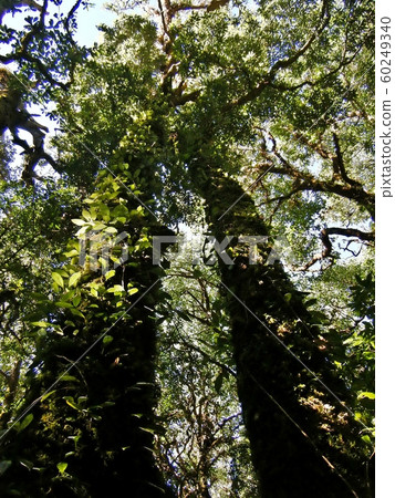 Big Trees in Doi Inthanon is the highest mountain in Thailand with the height of 2565 metres above sea level. It is part of the Himalayan Mountain System Big Trees in Doi Inthanon is the highest mountain in Thailand with the height of 2565 metres above sea level. It is part of the Himalayan Mountain System 60249340