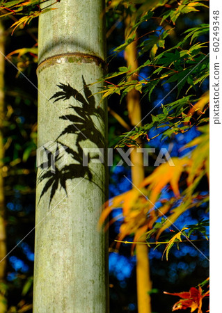 Maple shadow on blue bamboo Maple shadow on blue bamboo 60249348