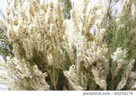 茶樹(幹) 茶樹(幹) 60250174