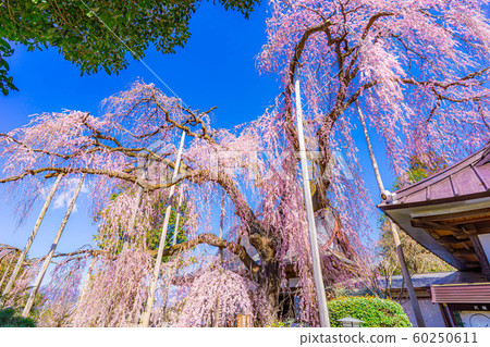 Ichizakura (Yamanashi Prefecture) Ichizakura (Yamanashi Prefecture) 60250611