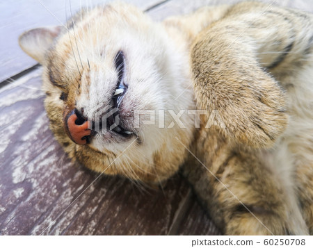 cute cat sleeping - close up portrait of young cute cat sleeping - close up portrait of young 60250708